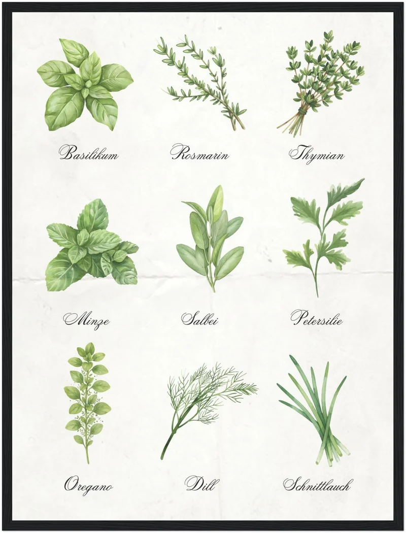 Kräuter Illustration Set Poster