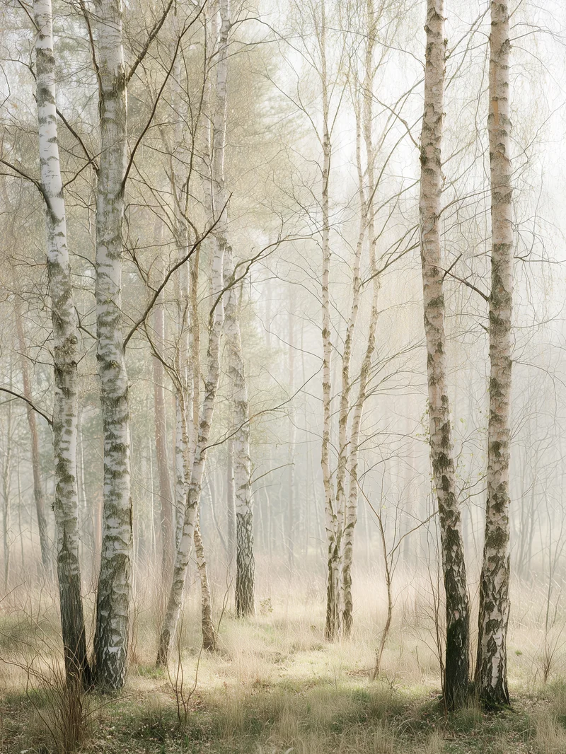 Birkenwald im Morgenlicht Poster