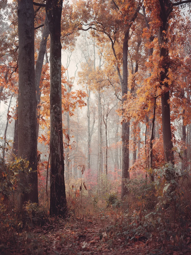 Herbstlicher Laubwald Poster