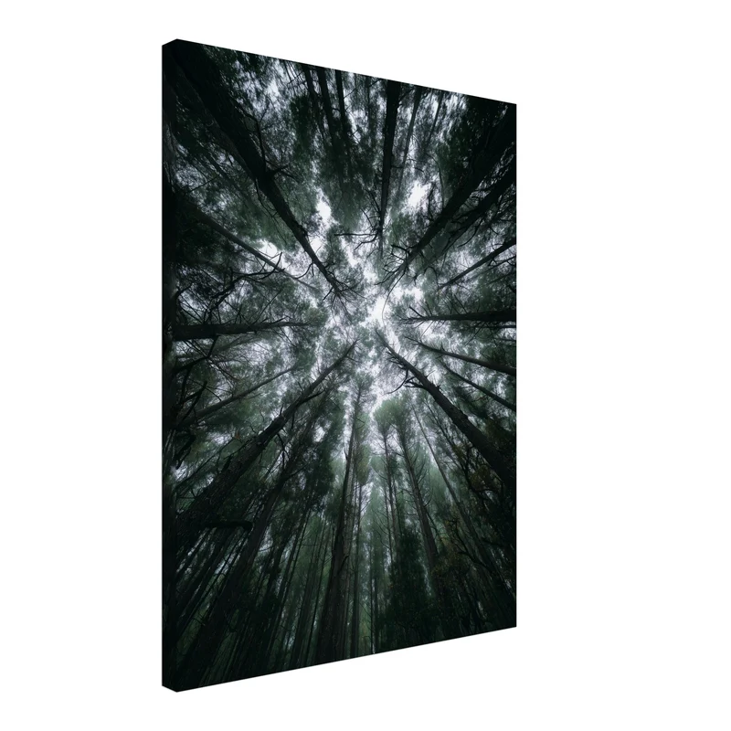 Zwischen Baumkronen Himmel Leinwandbild