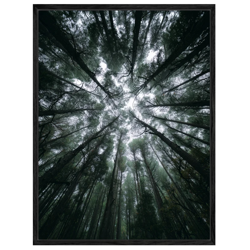 Zwischen Baumkronen Himmel Leinwandbild
