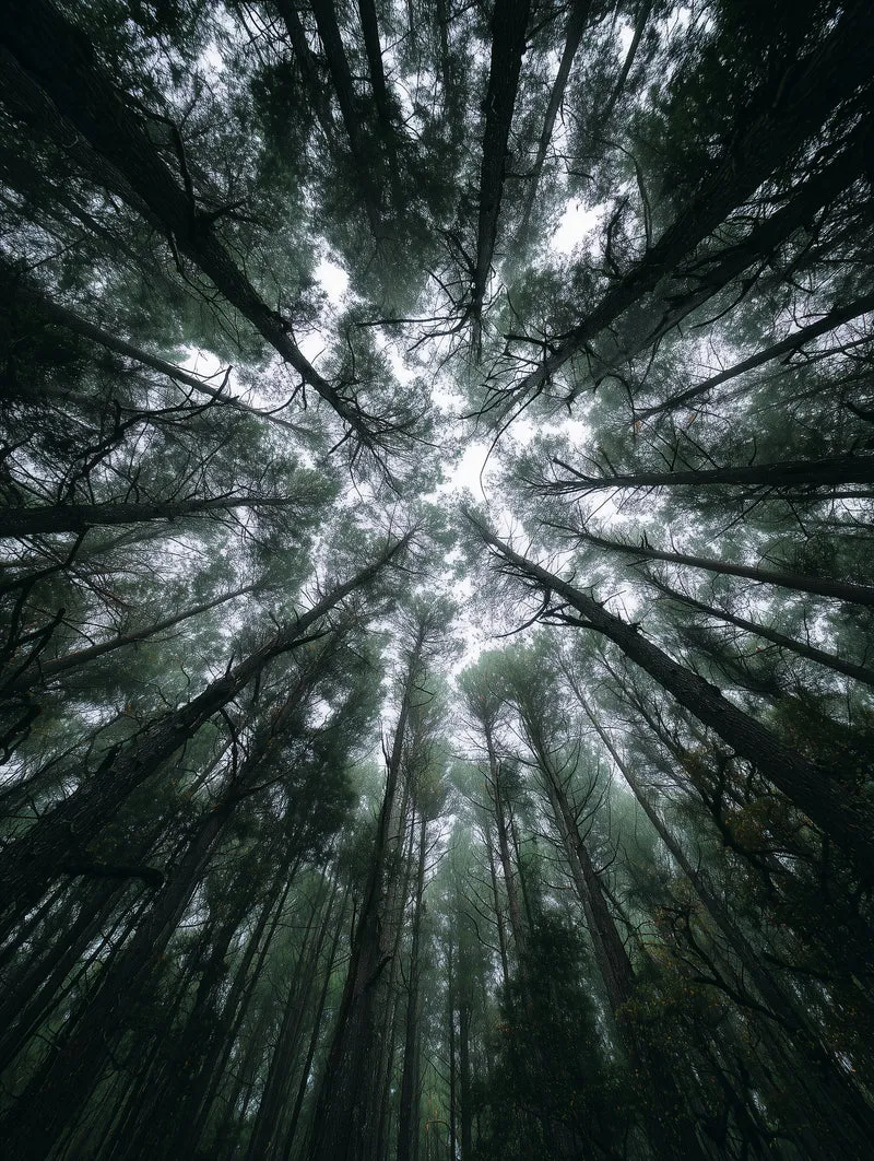 Zwischen Baumkronen Himmel Poster