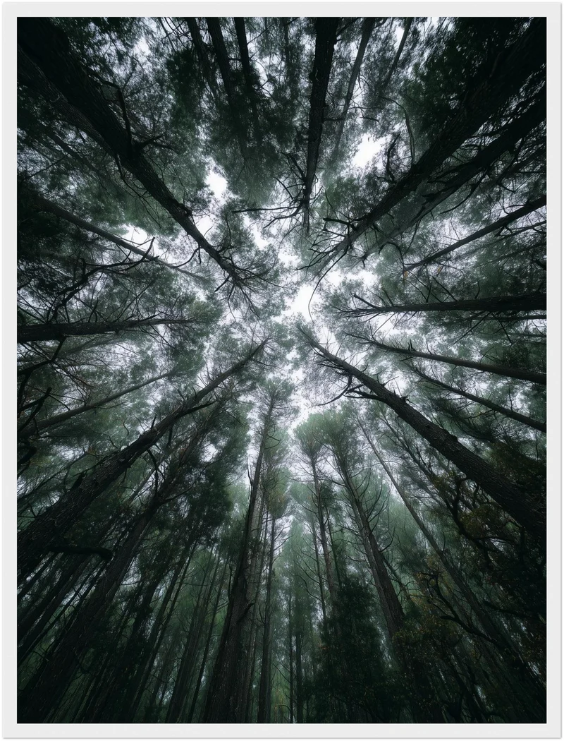 Zwischen Baumkronen Himmel Poster